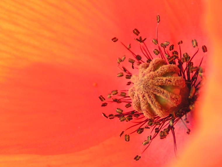 Poppy close-up
