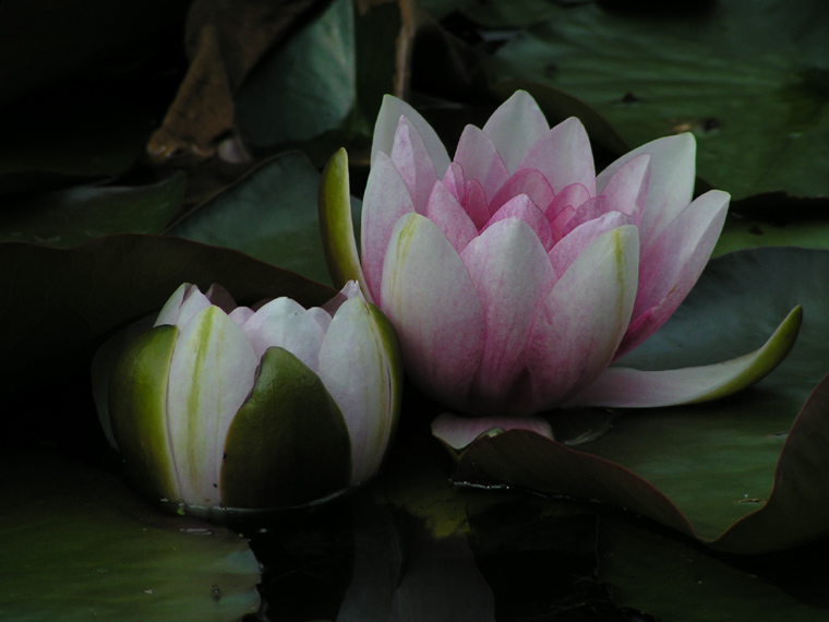 Water lilies