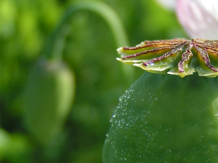 Dewed opium poppy stigma