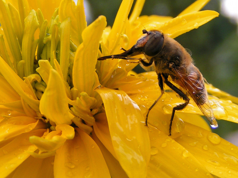 Wet hoverfly on yellow flower