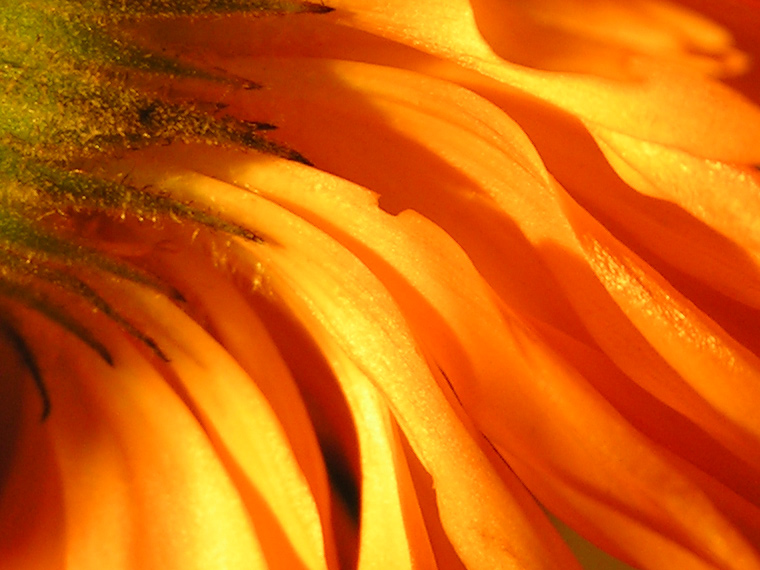 Wavy orange