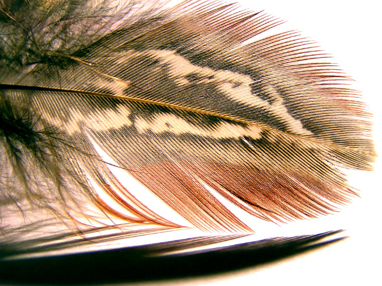 Feather