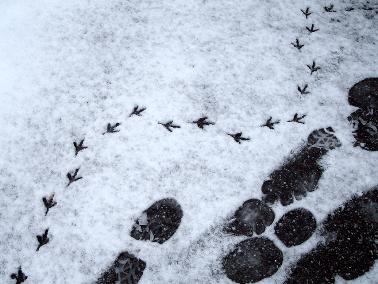 Footprints