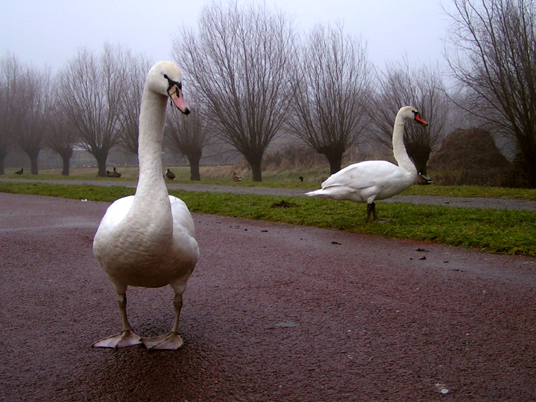 Swans