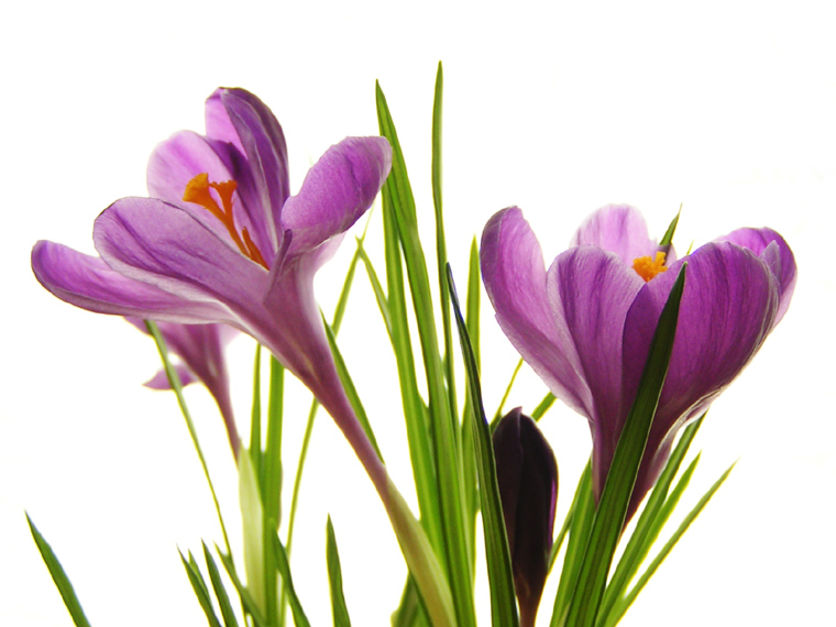 Crocuses