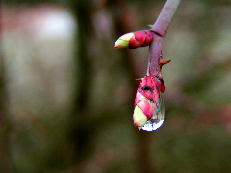 Spring