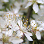 20090411