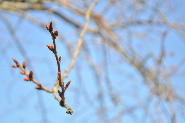 Blossom buds