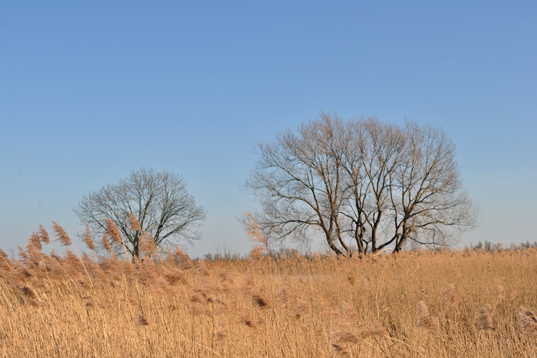 Spring 2014