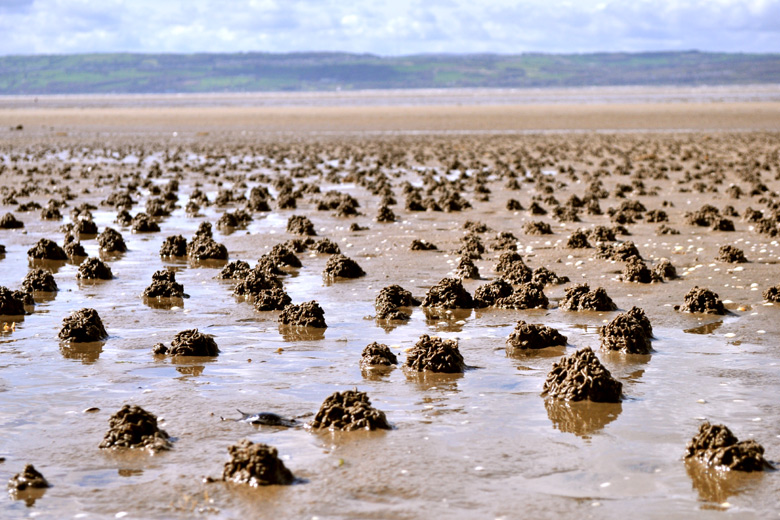 The work of worms, West Kirby, Wirral, UK