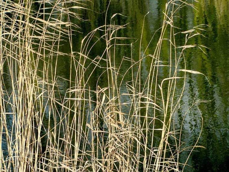 Grasses by the side of a pond