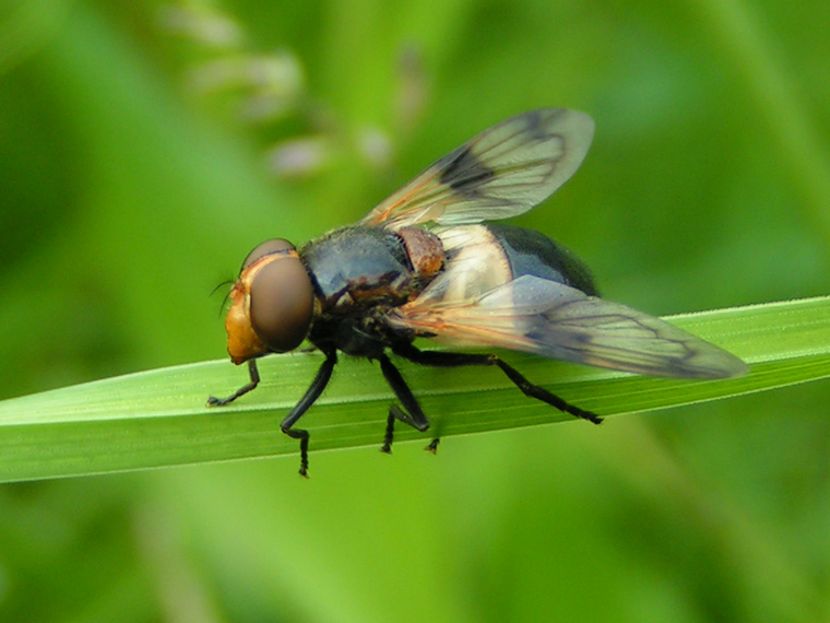 Hoverfly (I think?)