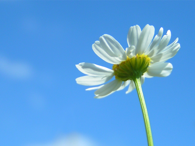 Marguerite Daisy