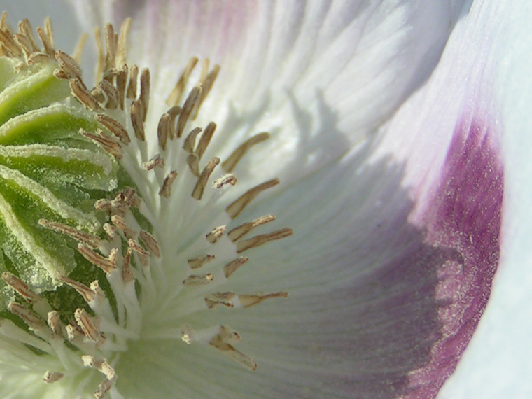 Stigma, stamens, petals